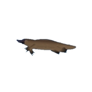 Platypus